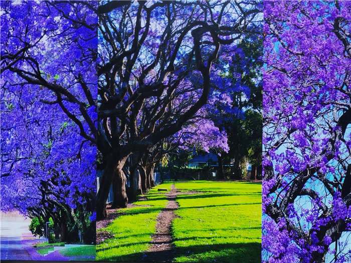 綿陽中旅假日旅行社2025年澳洲暨秋季線路品鑒會(huì)